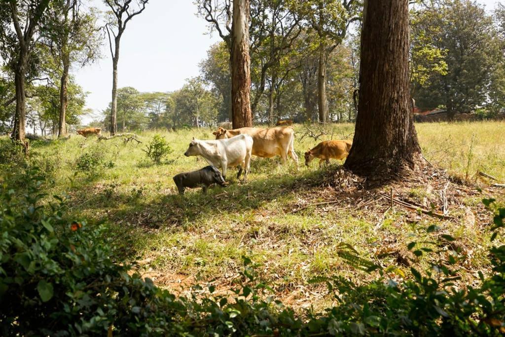 The Kenyan River Cottage Nairobi Exteriör bild